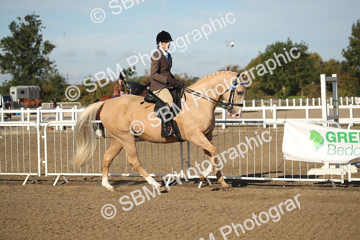 SBM_11285 - Class 501 -Riding Club Pony