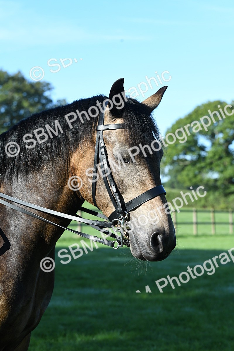 SBM_34063 - S16 - Condition & Turnout - Ridden