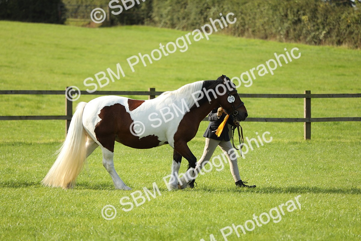 SBM_61035 - S43 - Coloured Pony In Hand