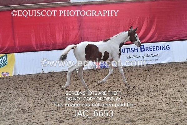 JAC_6653 - 15 Ziggy of Westoak