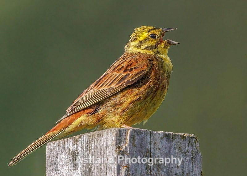 Yellowhammer - Latest Images