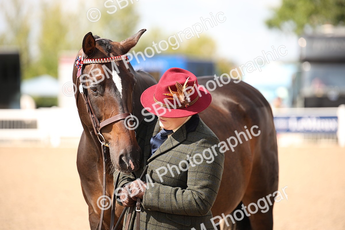SBM_03438 - Class 18 Handsomest Gelding (IH or Ridden)