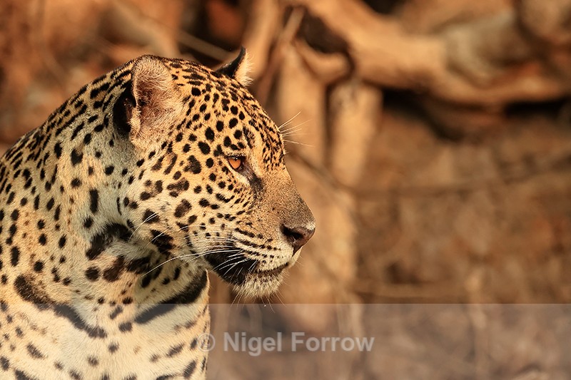 Jaguar (female) portrait, side view, Corixo Negro, Mato Grosso, Brazil - Jaguar