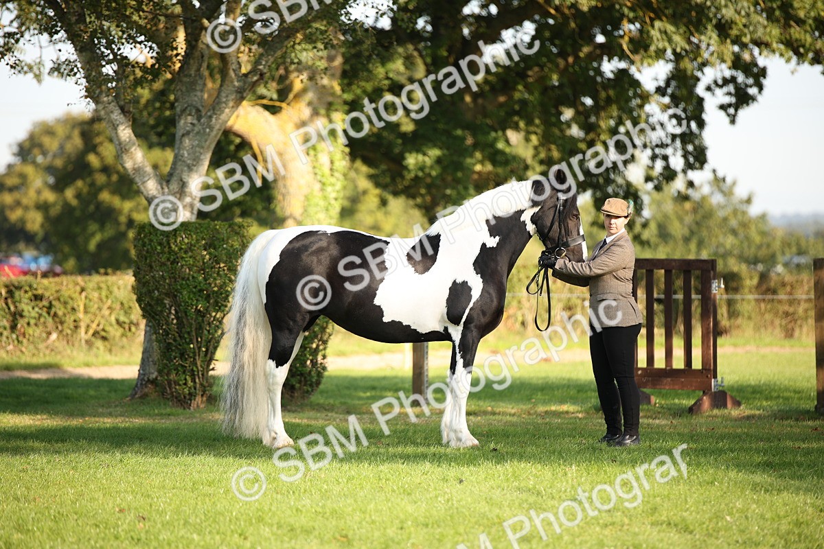 SBM_58687 - S51 - Piebald & Skewbald Horse In Hand
