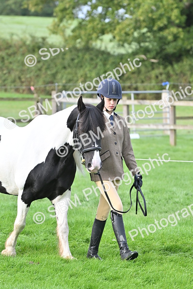 SBM_56862 - S45 - Coloured Pony In Hand