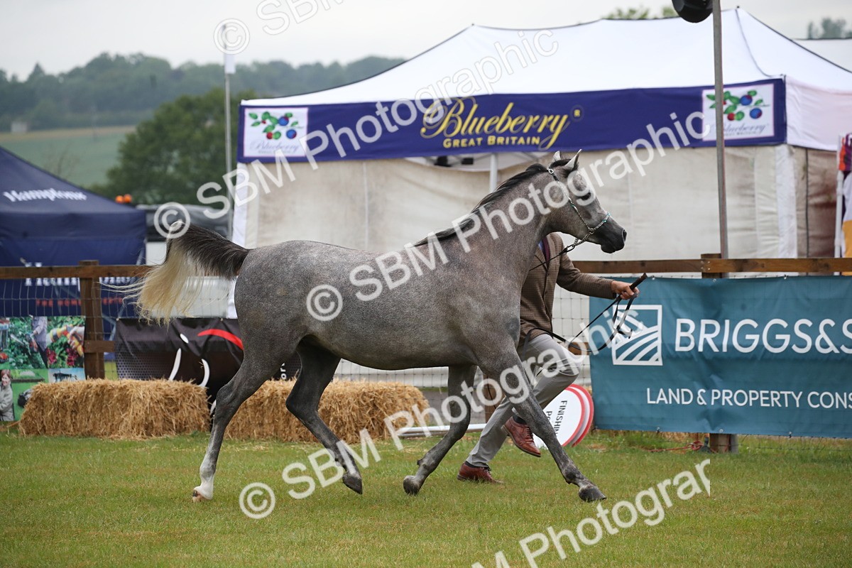 SBM_00007 - Class 17-20 - Arab & Part Bred - Anglo Arab In Hand
