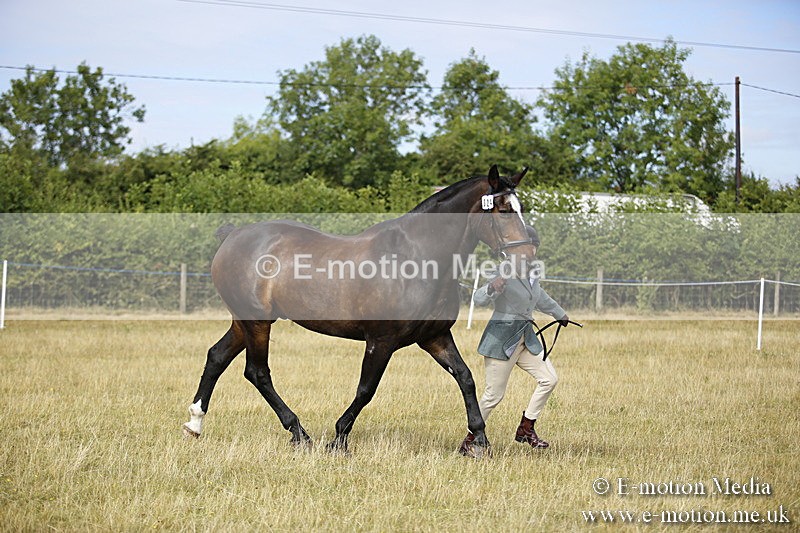 _C7A9364 - BVRC Sow 2018 Ring 2