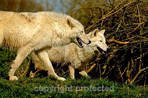 White Wolves - Mr. Hudson & Saska (Colchester Zoo) - Smaller Cats & Other Wildlife - Wolves