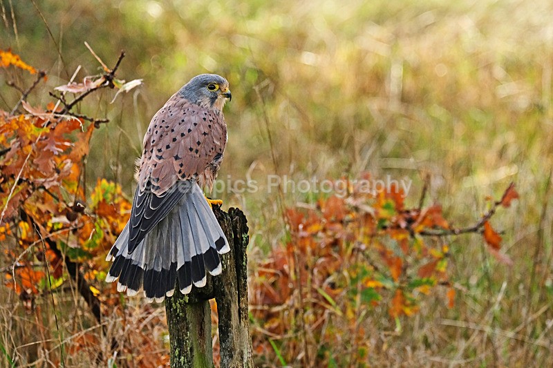  - Wildlife and Nature