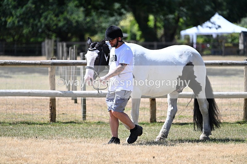 WJ7_2331 - Class 5a Most Handsome Gelding in hand (above 14.2hh)
