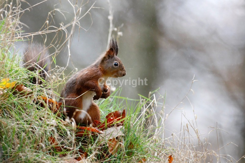 Red Squirrel 3 - Red Squirrel