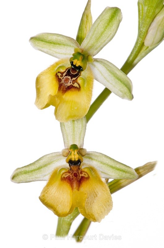  - WB: Orchids - Ophrys