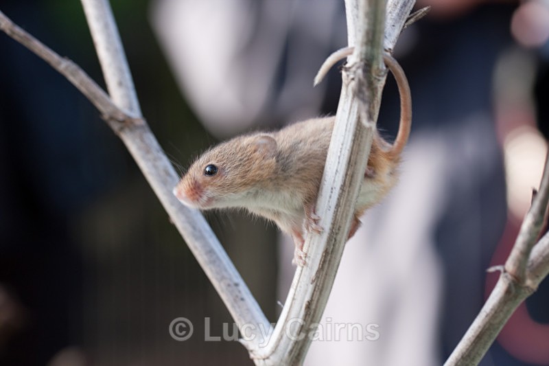 - British Wildlife Centre, East Grinstead