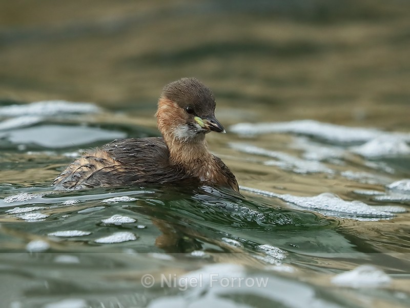 Little Grebe, Farmoor Reservoir, Oxon - Little Grebe
