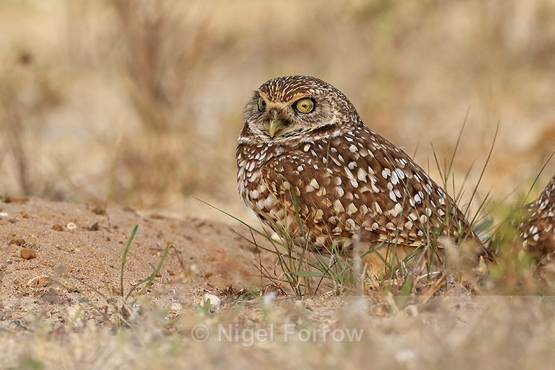 Burrowing Owl with distinctive eyes, Cape Coral, Florida - Burrowing Owl
