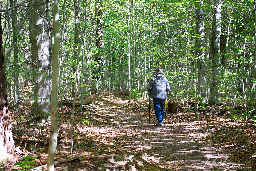 DSC_1933 - Trees