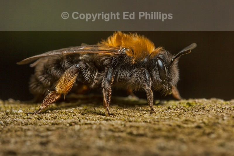 Andrena clarkella (f)