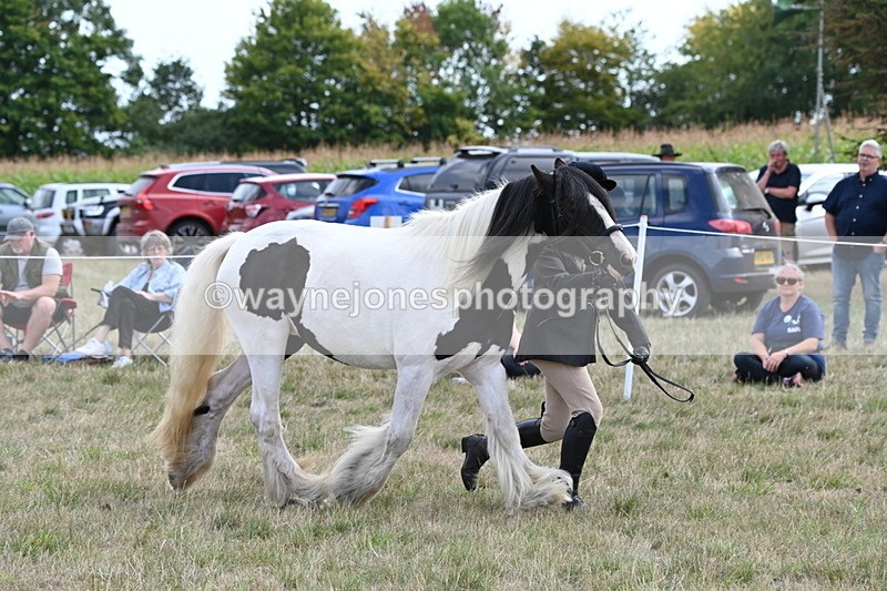 WJ6_6650 - Class 20 In-hand Cob