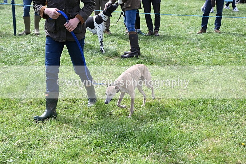 WJ6_8970 - Class 8 Best Working / Gun Dog or Bitch