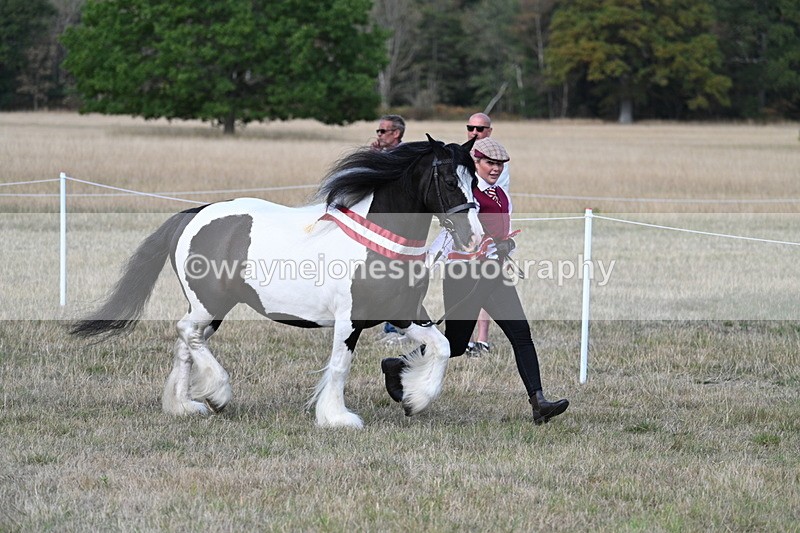 WJ7_8445 - In-hand Championship