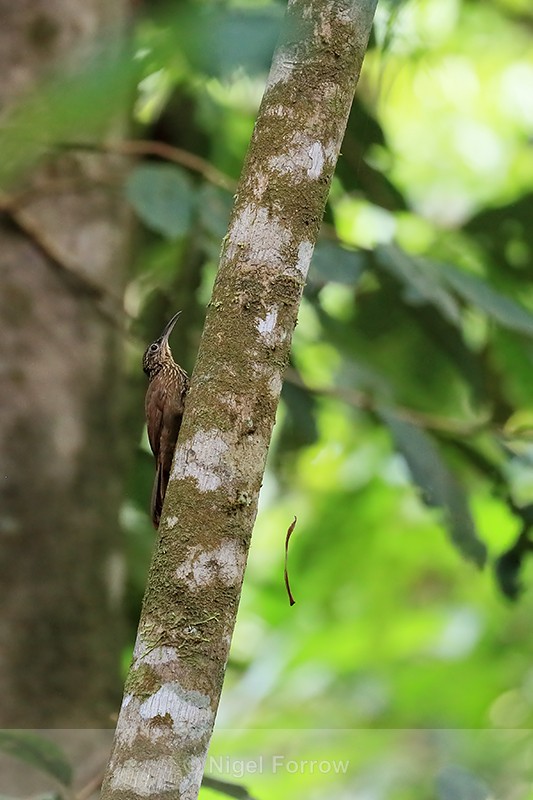 Cocoa Woodcreeper on tree trunk, Osa Peninsula, Costa Rica - Cocoa Woodcreeper