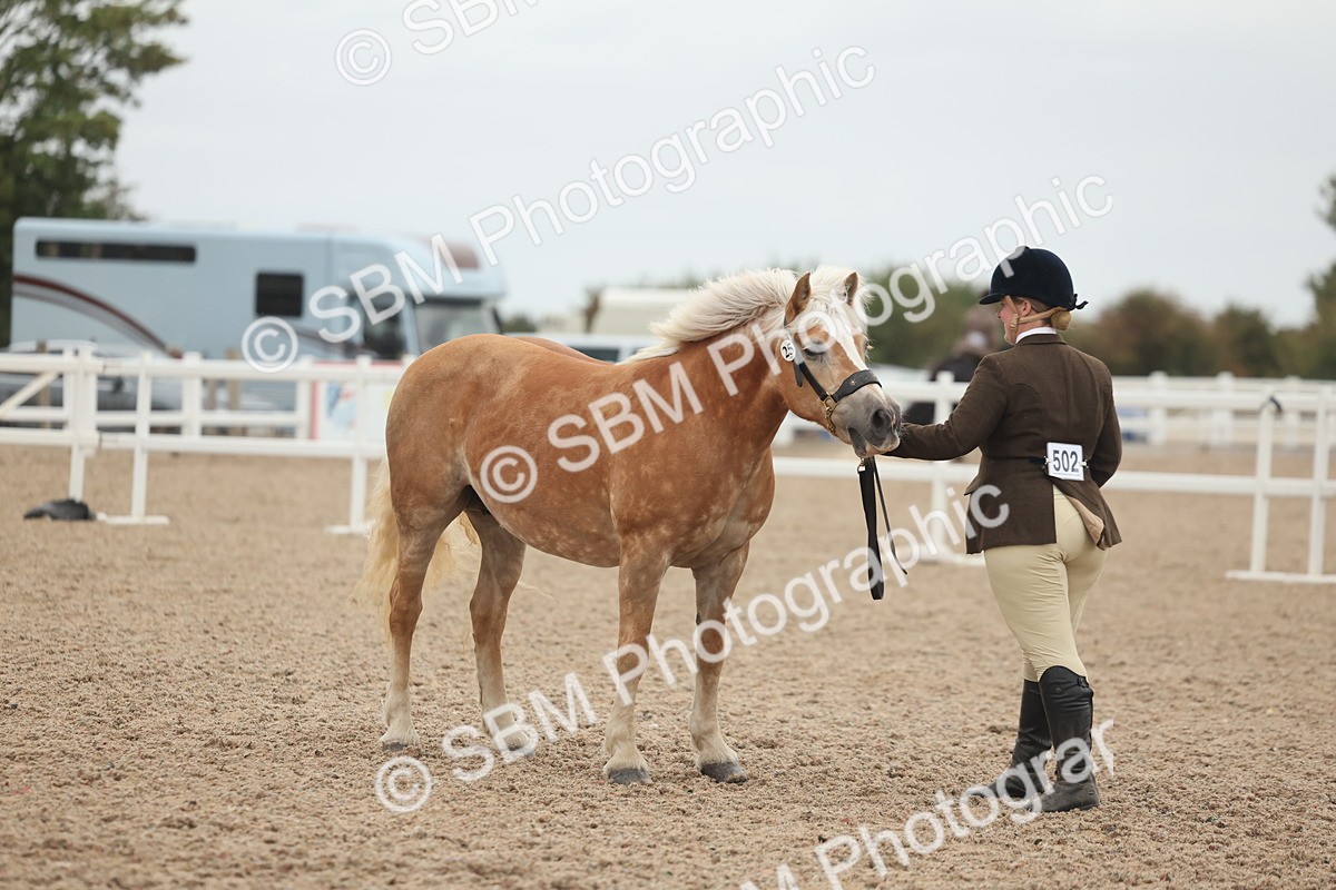 SBM_19375 - Class 317 - IH Pure Bred Horse-Pony