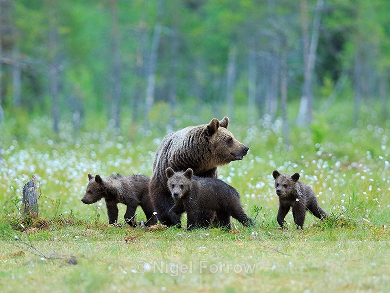 Brown Bear family in the swamp at Martinselkonen - Brown Bear