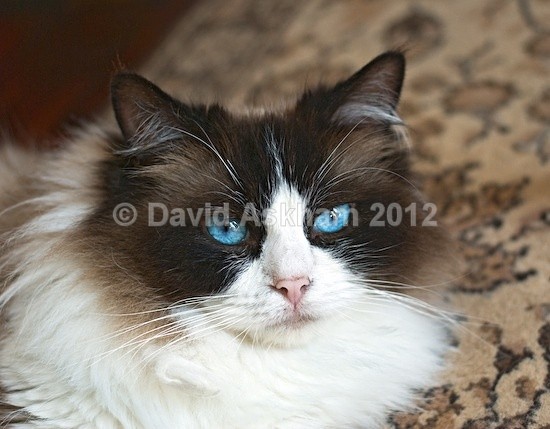 Blue eyes - Pets