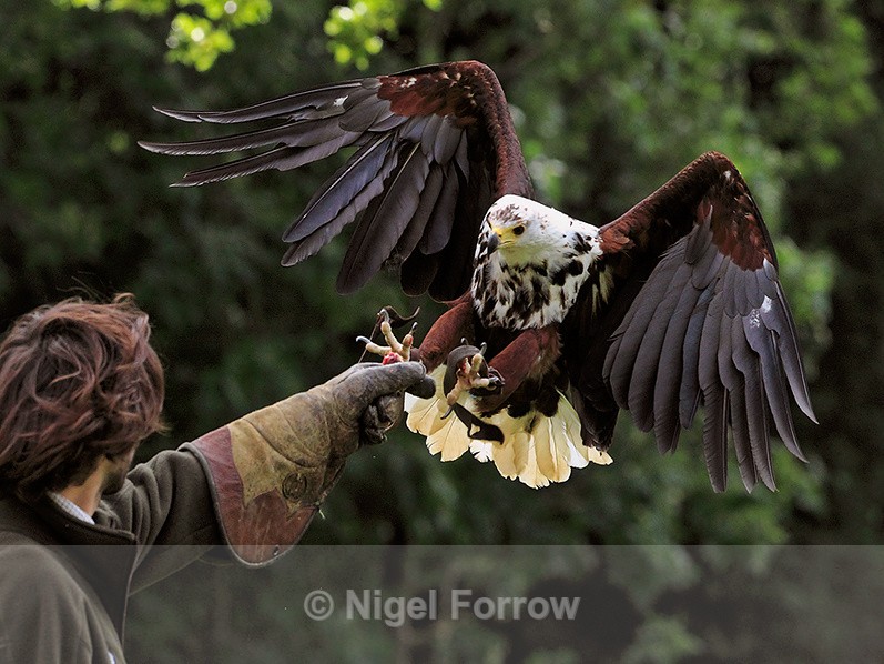African Fish Eagle about to land on a falconer's glove at Shuttleworth - Captive Birds