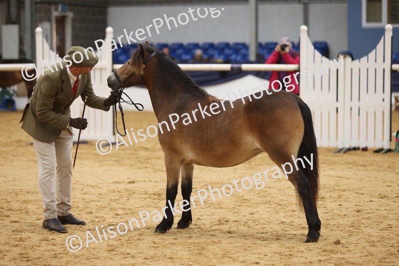 20260913-1288 - Class 113 - Yearling