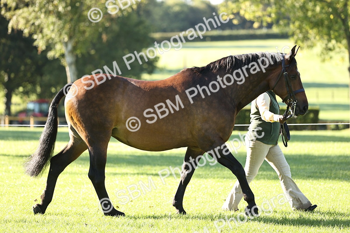 SBM_15760 - S1 - TSR in Hand Horse & Pony Showing