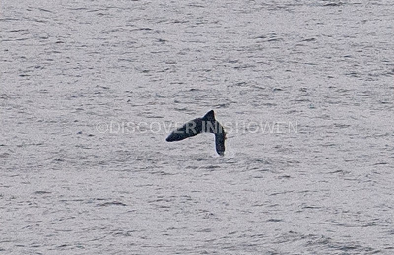 Basking shark - Wildlife