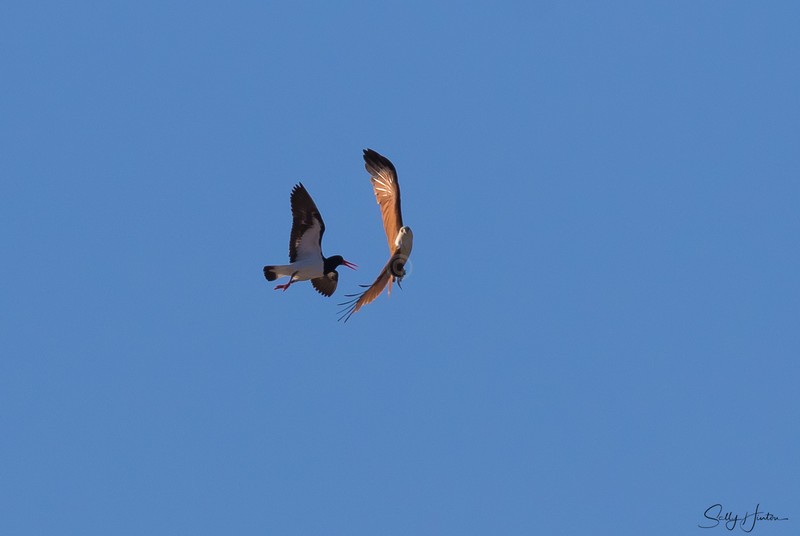 Brahminy Kite versus Oystercatcher 3