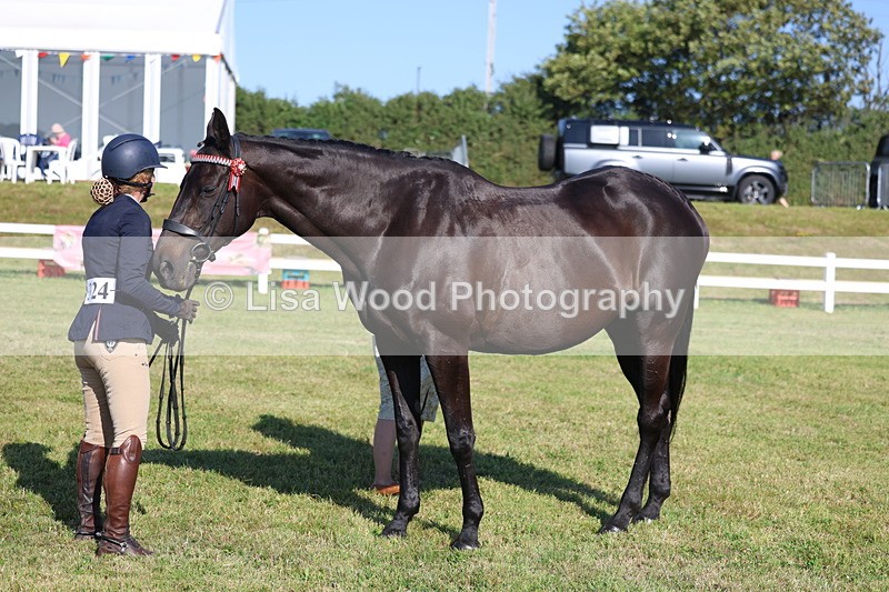 3E7A5715 - Class 2: Rising Star Large Hack/Riding Horse