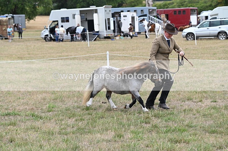 WJ6_5413 - Class 18 In-hand Coloured