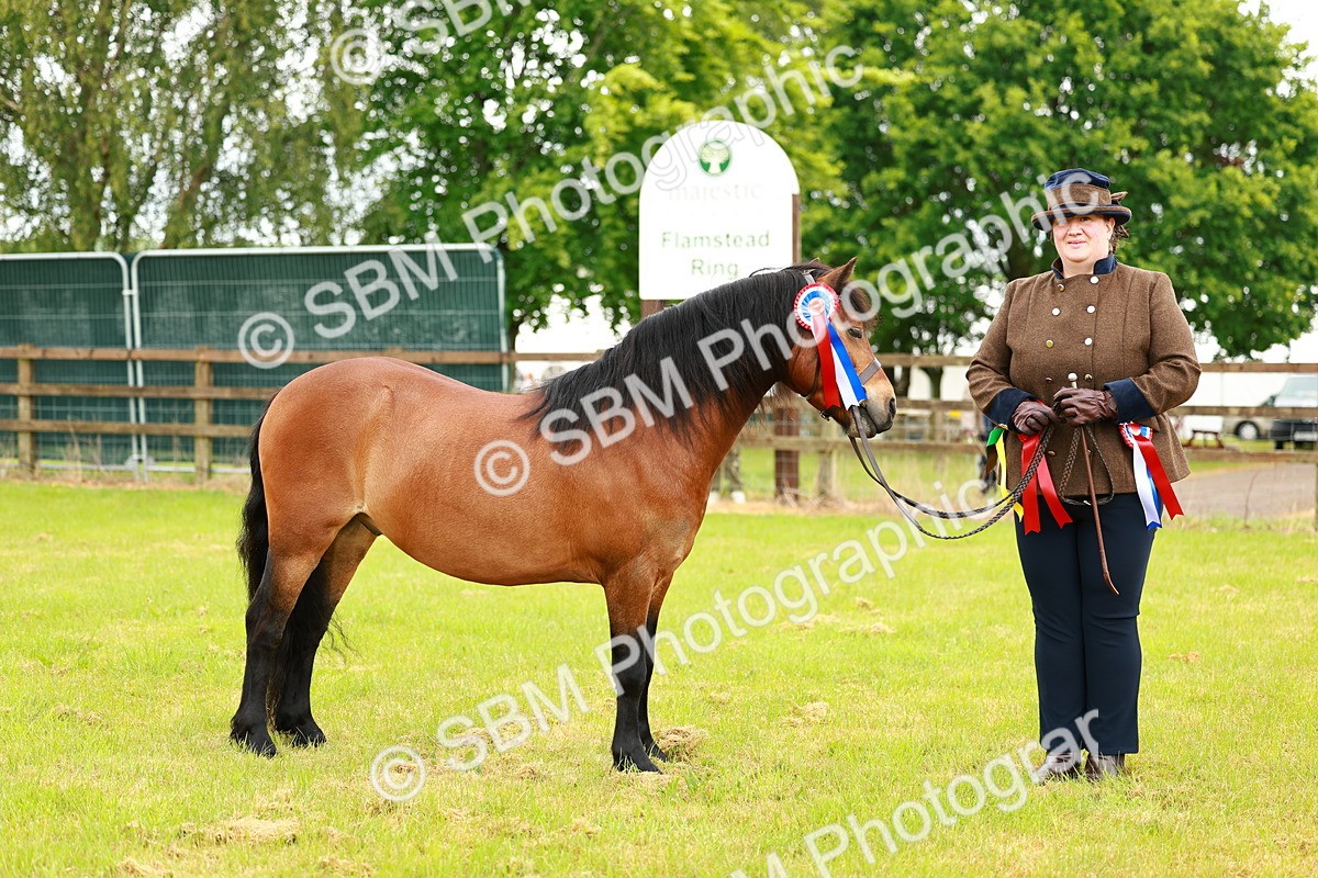 SBM_00292 - Class 58-67 - M&M Non Welsh Pony In hand