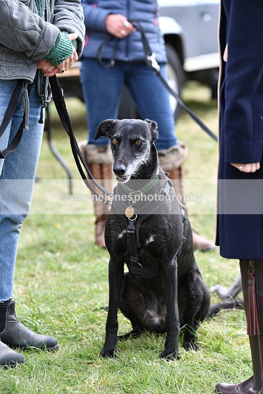 WJ5_9241 - Class 1 Best Cross Breed / Heniz 57