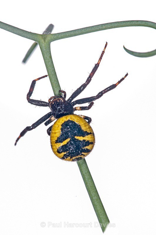 Crab spider (Synaema globosum) - Small Creatures - WB