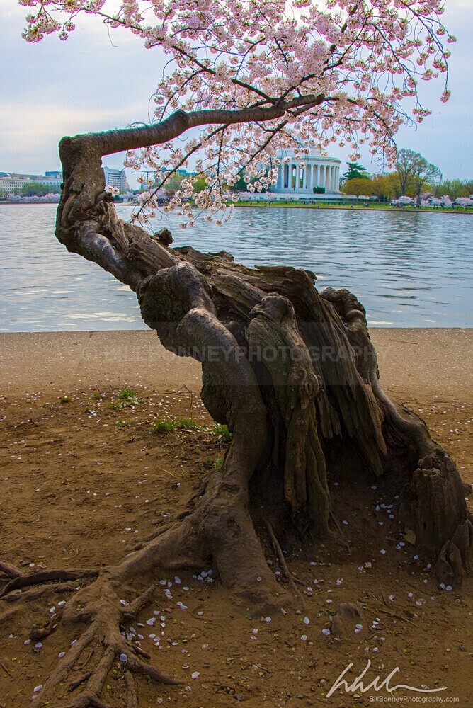DSC_6734 - Trees