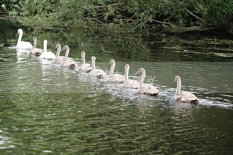 Swans and Cygnets - Animals and Birds
