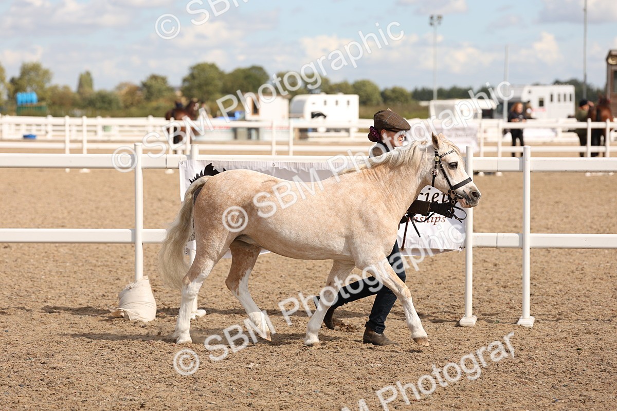 SBM_14005 - Class 205 - IH Show Pony - Show Hunter Pony