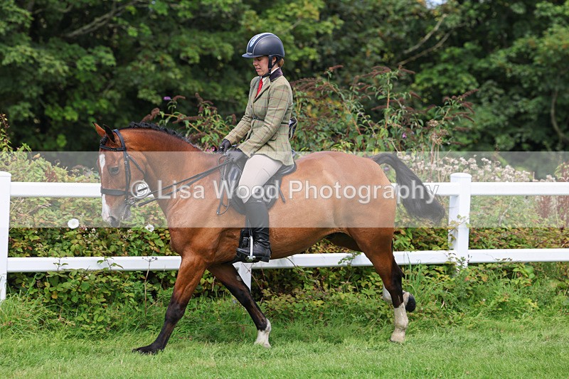 3E7A8715 - Class 5: Working Show Horse