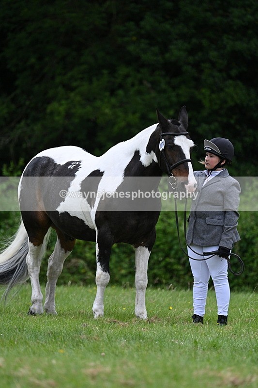 WJ7_3763 - Class 14A Handsome Gelding