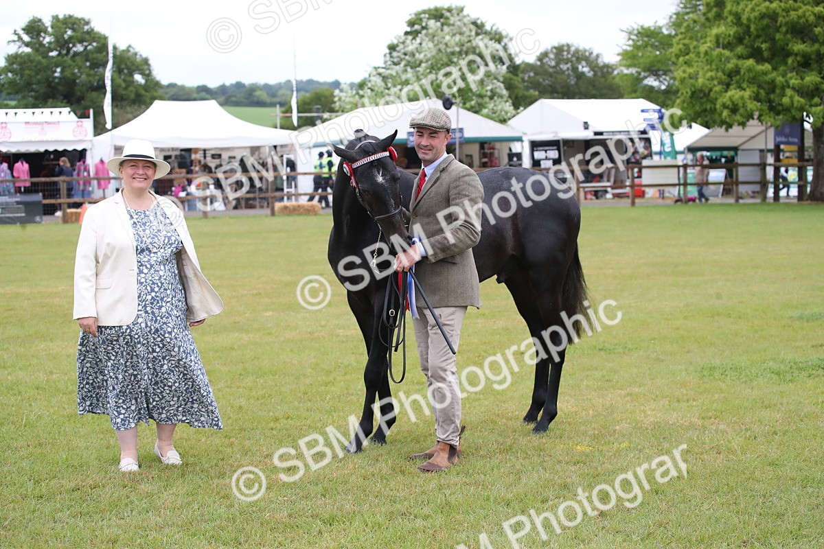 SBM_00231 - Class 17-20 - Arab & Part Bred - Anglo Arab In Hand