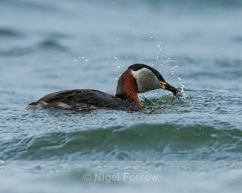 Red-necked Grebe, Farmoor Reservoir - Red-necked Grebe