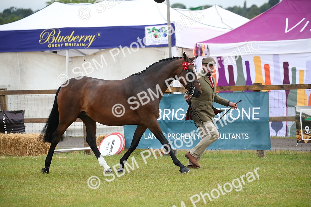 SBM_00118 - Class 17-20 - Arab & Part Bred - Anglo Arab In Hand