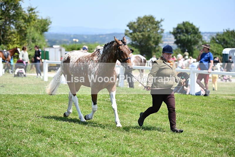 DSC_7514 - Class 63: Coloured Horse Youngstock