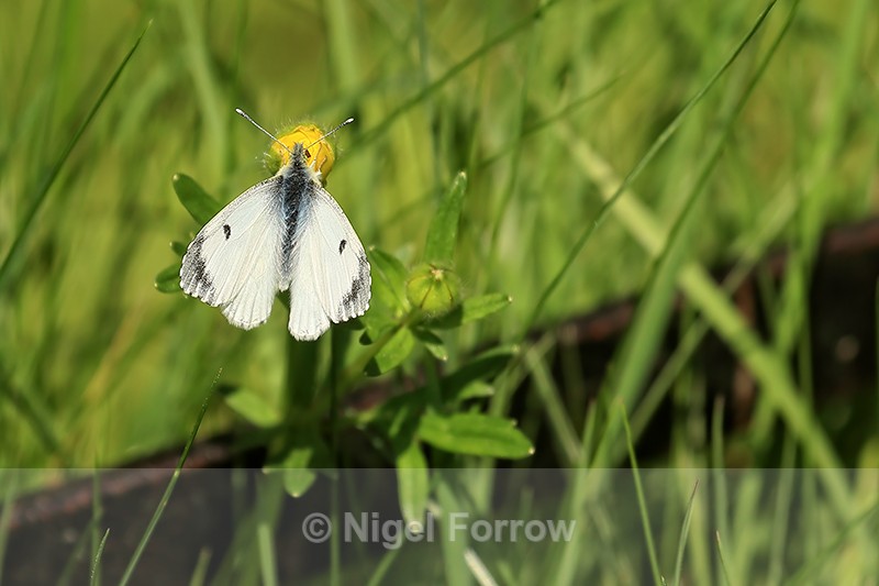Orange-tip (female), upperwings showing, Oxfordshire - INSECTS