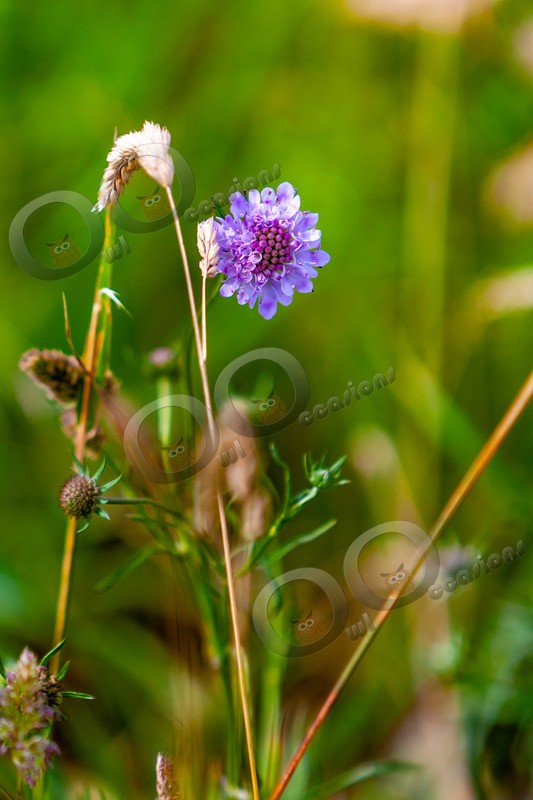 scabious-7291 - Plants and trees