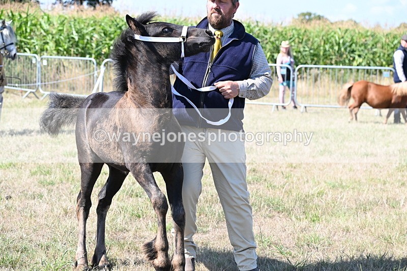 WJ6_4682 - Class 17 Mountain & Moorland